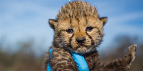 smithsonian cheetah cubs live cam.